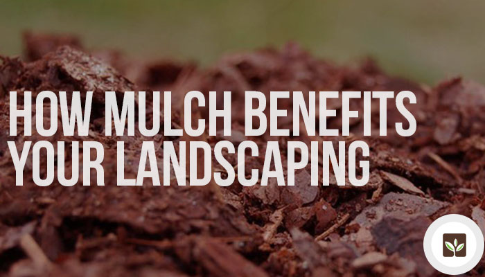 How Mulch Benefits Your Landscaping